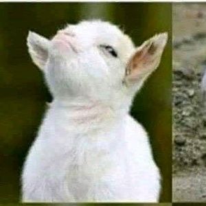 Meet your Posher, Dalia